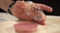 Así se hacen la carne y el pescado de laboratorio